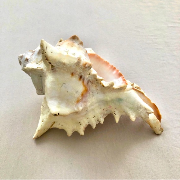 Sea shell - Picture 2 of 4